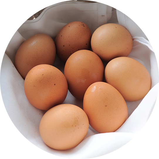 栄養満点”恵寿卵”